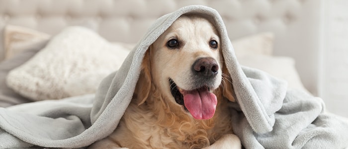 מחלות כלבים מחלות כלבים