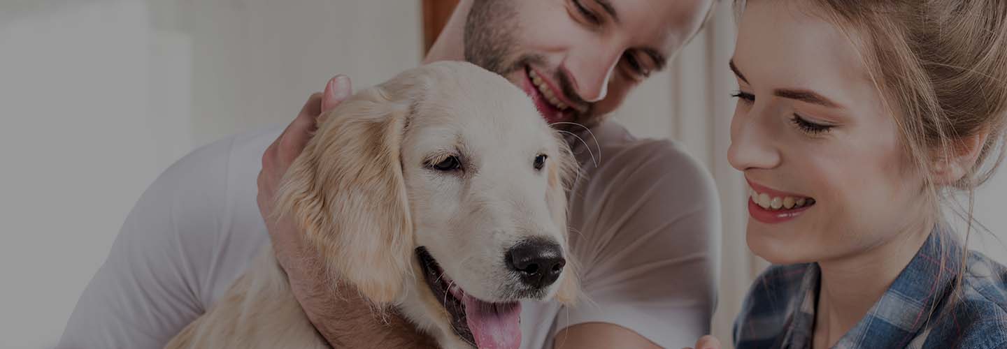 סכנות נפוצות עבור כלבים