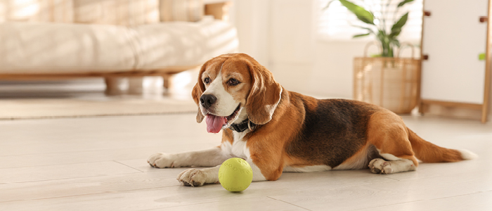 מה אסור לתת לכלב שלכם לאכול