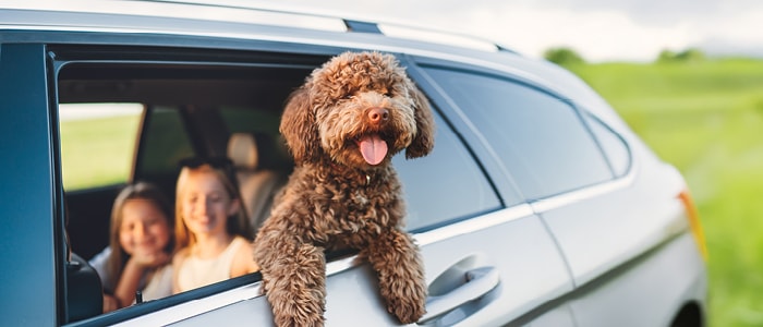 מדריך סדר יום לכלב מדריך סדר יום לכלב