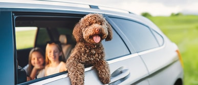 מדריך סדר יום לכלב מדריך סדר יום לכלב