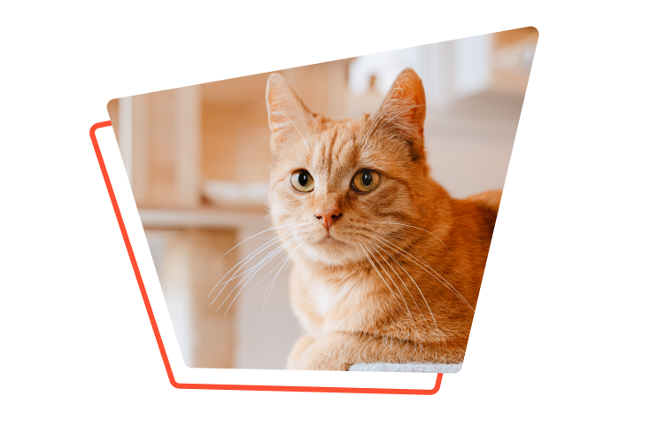 ביטוח לחתול