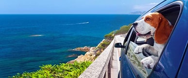 השמנת יתר אצל כלבים השמנת יתר אצל כלבים